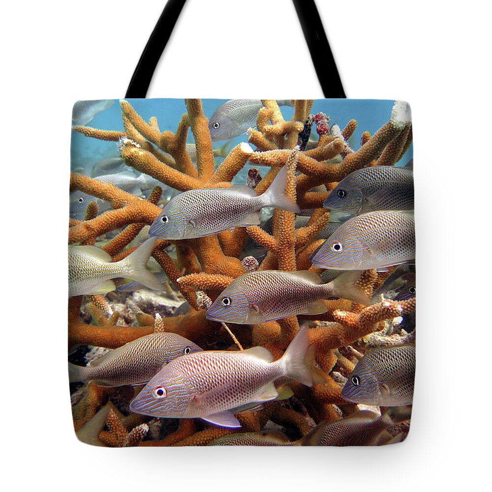 Underwater Tote Bag featuring the photograph Coralpalooza 1 by Daryl Duda