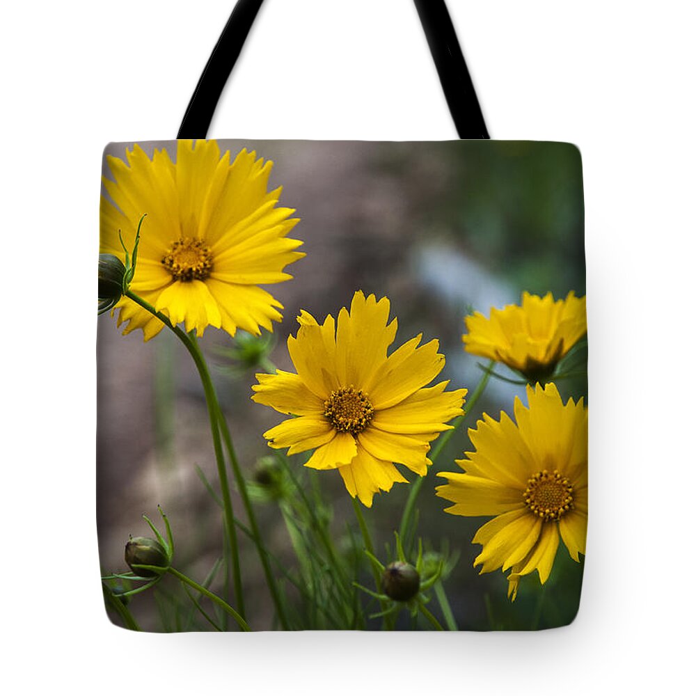 Coreopsis Tote Bag featuring the photograph Coreopsis in Bloom by Robert Potts