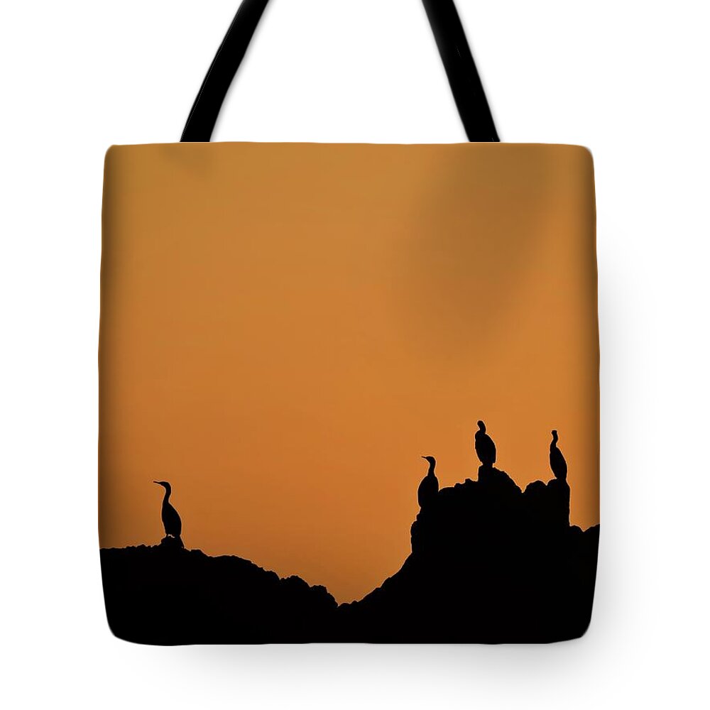 Cormorants Tote Bag featuring the photograph Cormorants at Sunset by Connor Beekman