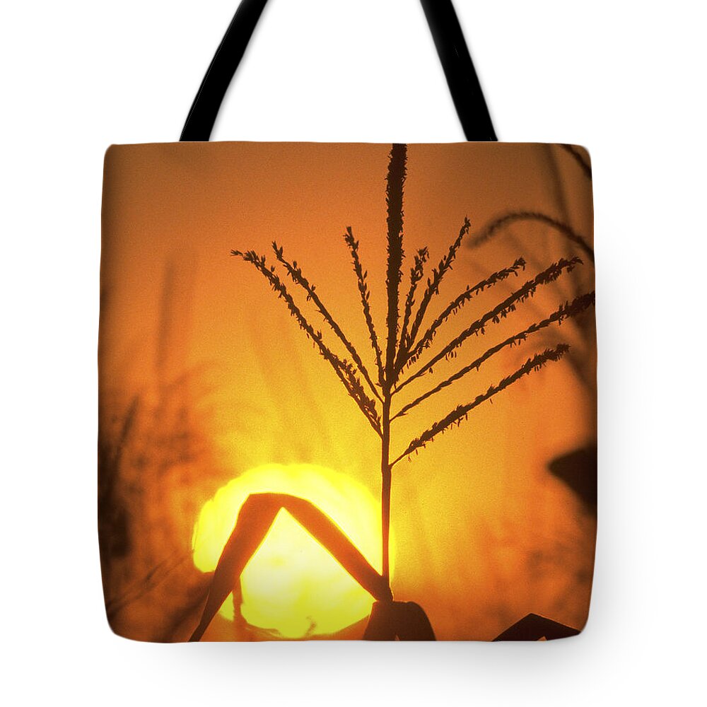 Corn Tote Bag featuring the photograph Cornfield Sunset by Garry McMichael