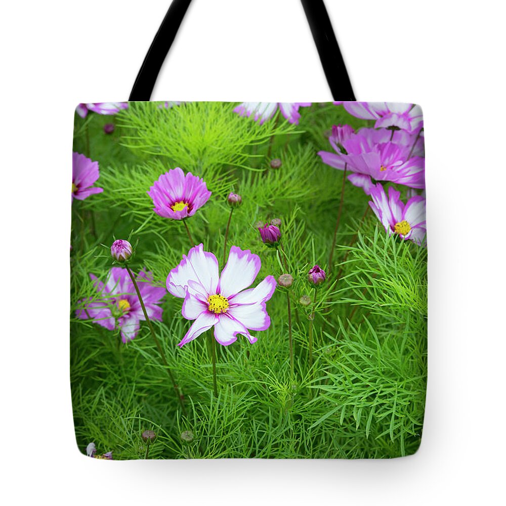 Cosmos Bipinnatus Capriola Tote Bag featuring the photograph Cosmos Capriola by Tim Gainey