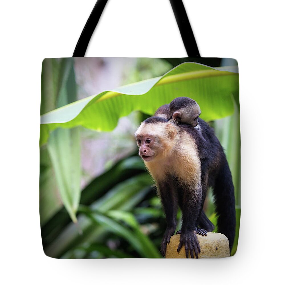 Costa Rica Tote Bag featuring the photograph Costa Monkey Mama by Dillon Kalkhurst