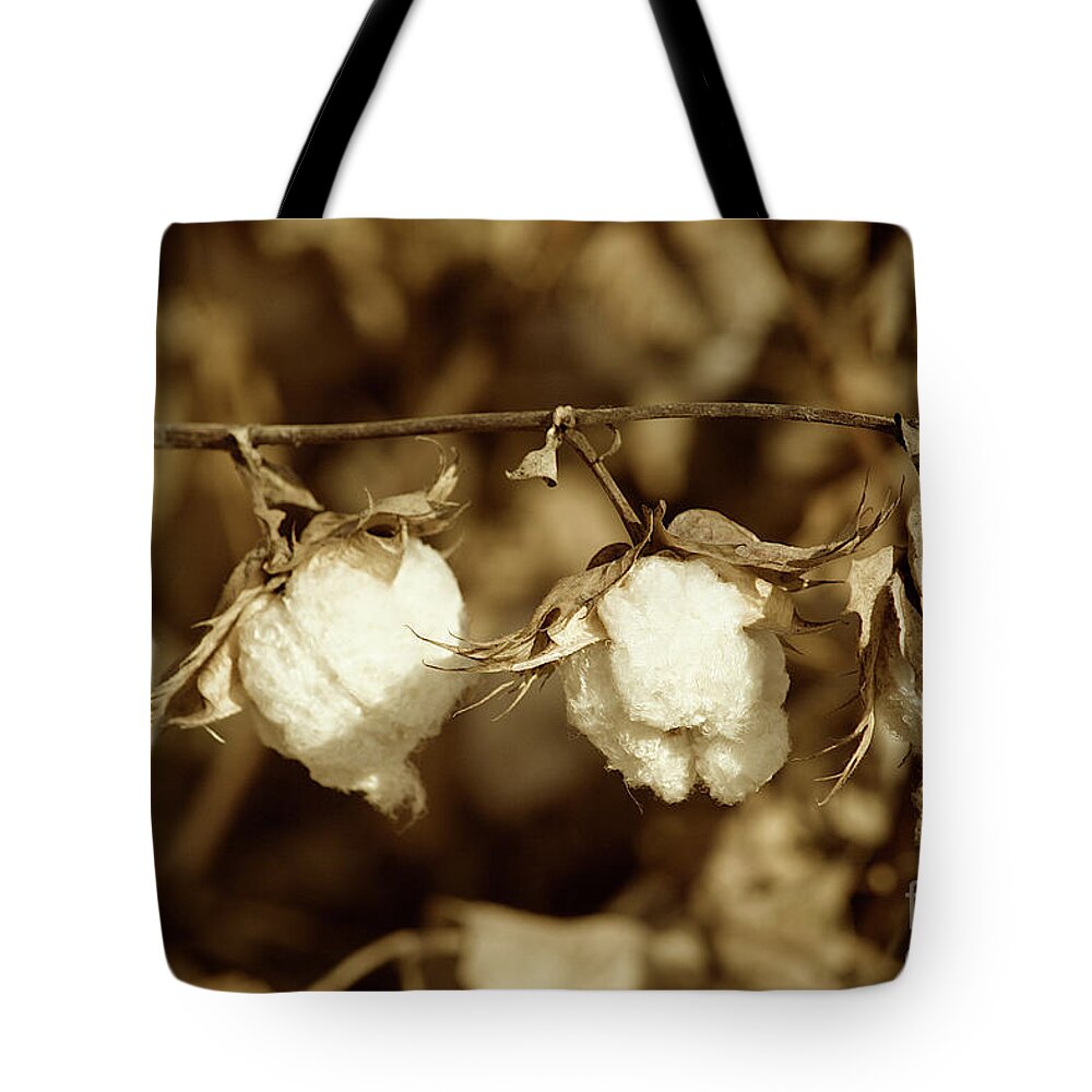 Cotton Tote Bag featuring the photograph Cotton Quad in Sepia by Brooke Roby