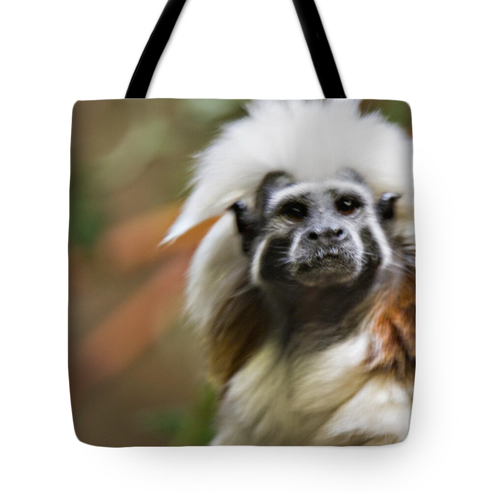 Cotton-top Tamarin Tote Bag featuring the photograph Cotton-top Tamarin _ 1a by Walter Herrit