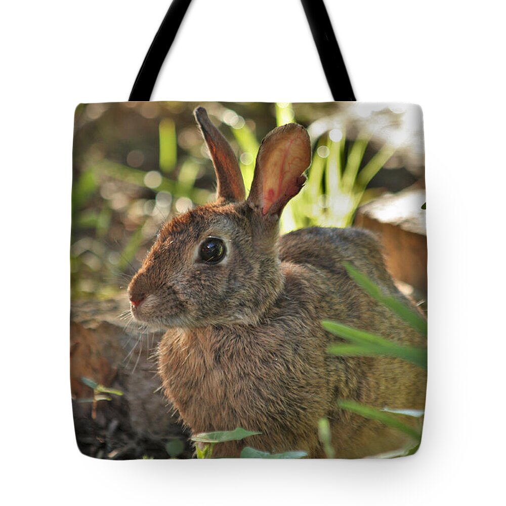 Nature Tote Bag featuring the photograph Cottontail Rabbit by Sheila Brown