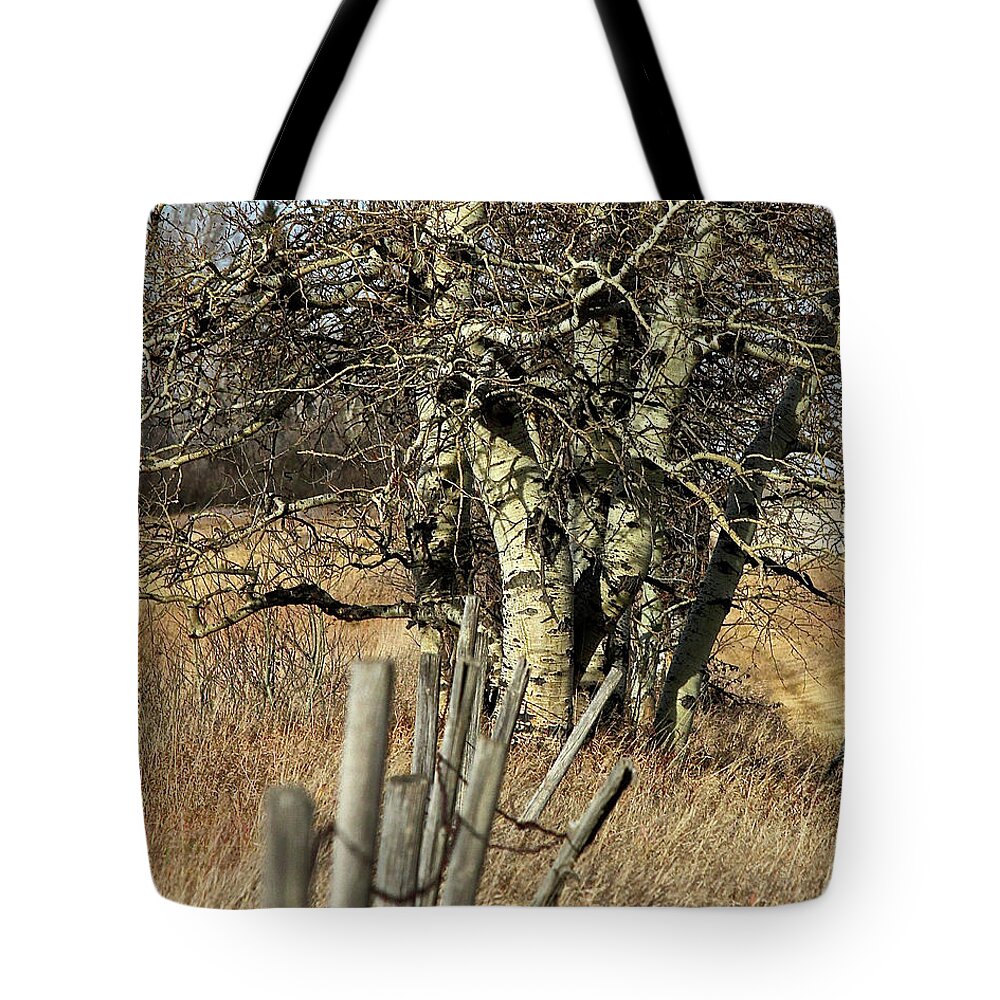 Old Fence Tote Bag featuring the photograph Cottonwood Stand by Ann E Robson