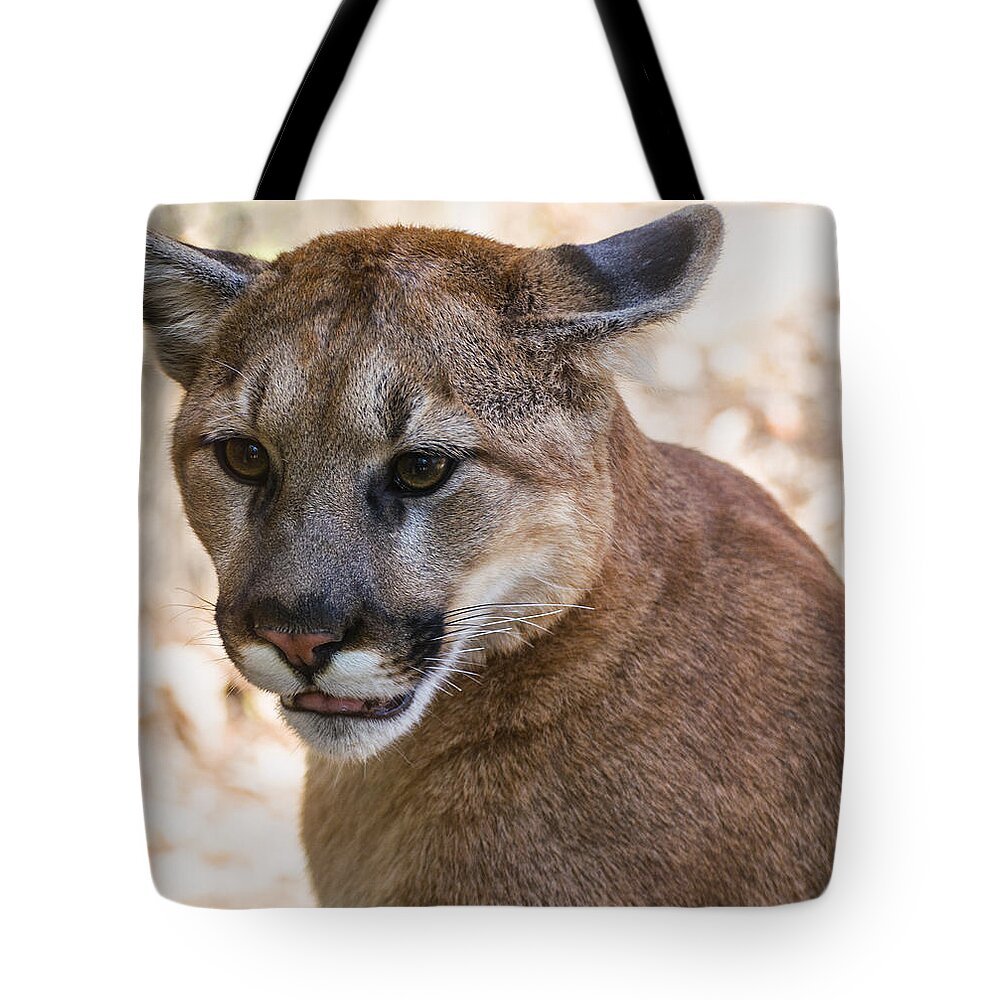 Cougar Tote Bag featuring the photograph Cougar Portrait by Flees Photos