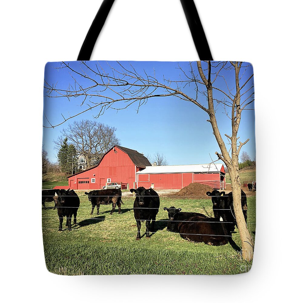 Cows Tote Bag featuring the photograph Country Cows by Laura Kinker