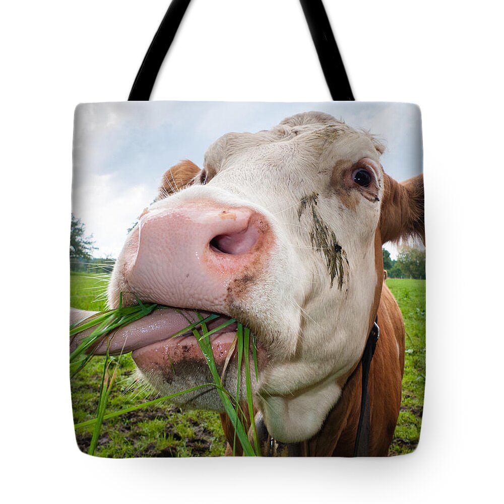 Cow Tote Bag featuring the photograph Cow eating fresh grass by Matthias Hauser