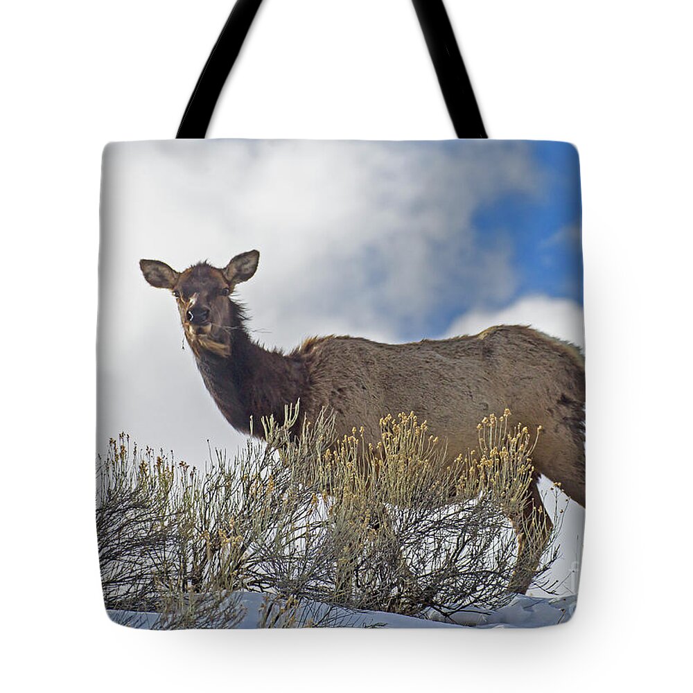Elk Tote Bag featuring the photograph Cow Elk-Signed-#6029 by J L Woody Wooden