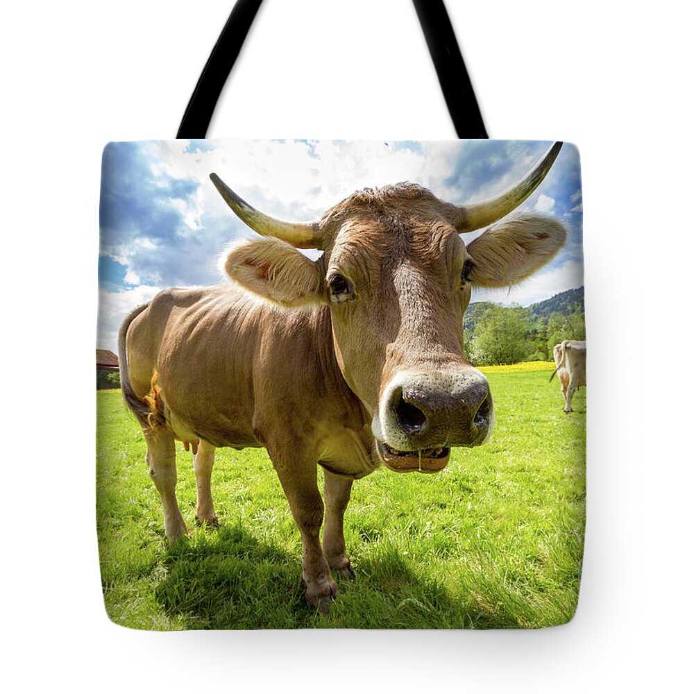 Photography Tote Bag featuring the photograph Cow in Meadow by MGL Meiklejohn Graphics Licensing
