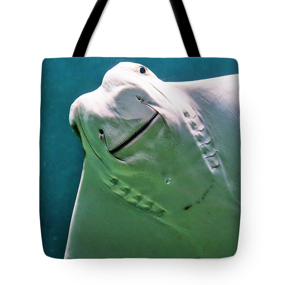 Cownose Ray Tote Bag featuring the photograph Cownose Ray by Steven Ralser