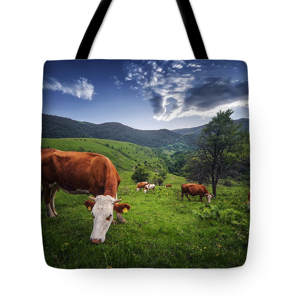 #nature #bird #animal #wildlife #animals #insect #travel #wild #butterfly #portrait #kosovo #green #greatnature #flower #village #sunset #forest #cows Tote Bag featuring the photograph Cows by Bess Hamiti