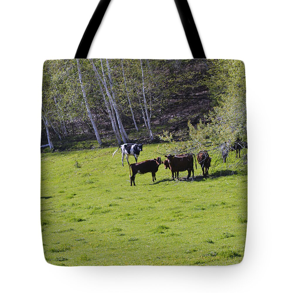  Tote Bag featuring the photograph Cows in a Pasture by Michelle Hoffmann