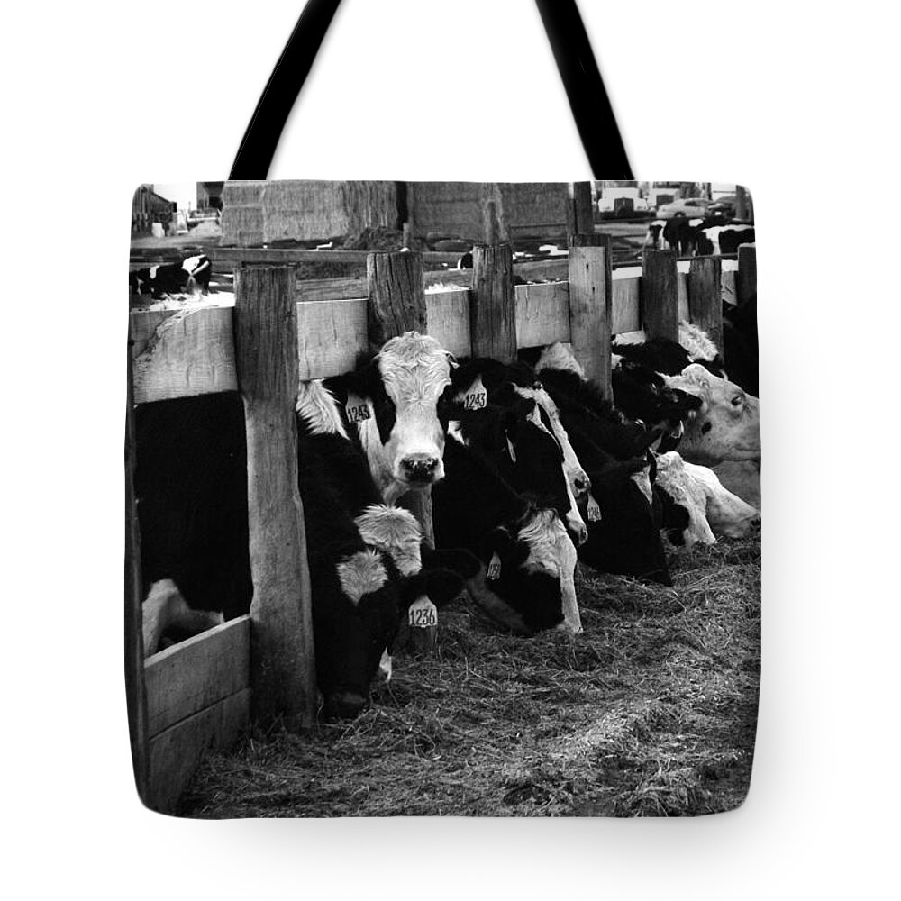 Cows Tote Bag featuring the photograph Cows in Black and White by Angie Tirado