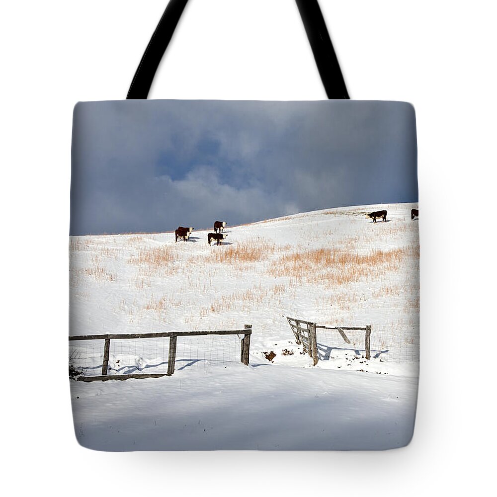 Cows In Snow Pasture Tote Bag featuring the photograph Cows In Snow Pasture by Ken Barrett