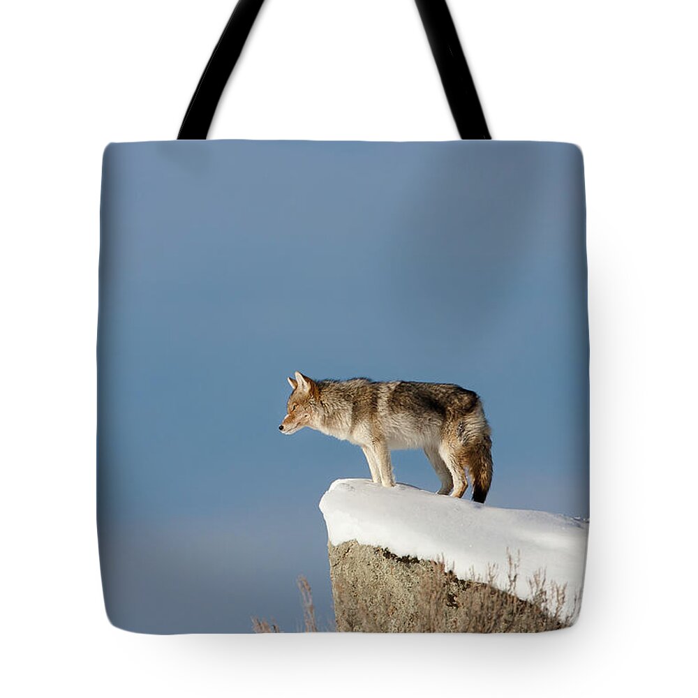Mark Miller Photos Tote Bag featuring the photograph Coyote at Overlook by Mark Miller