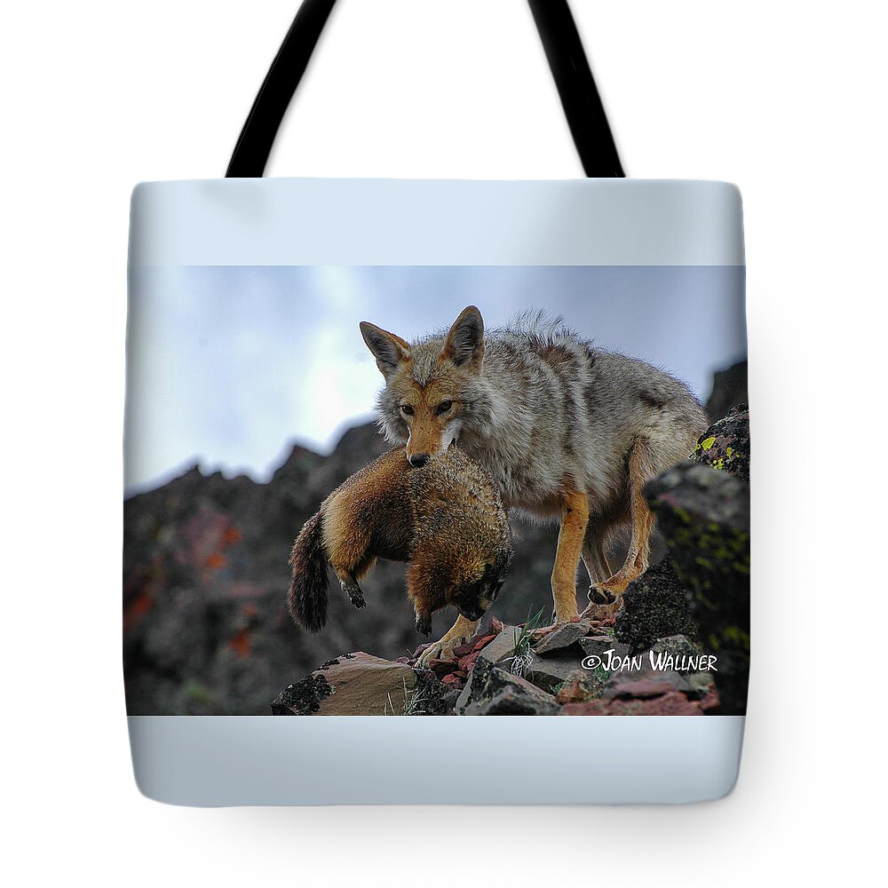 Coyote Tote Bag featuring the photograph Coyote Catch by Joan Wallner