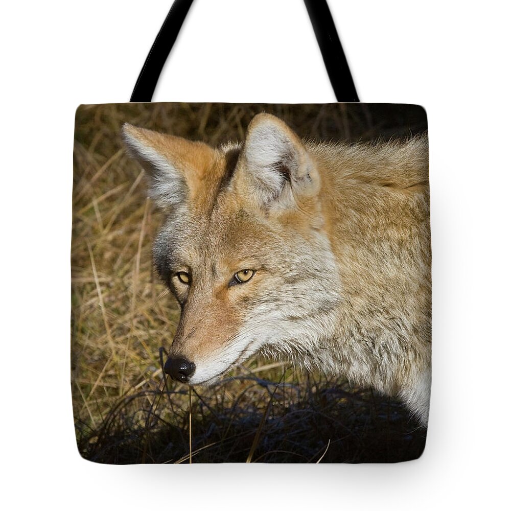 Wild Places Tote Bag featuring the photograph Coyote in the Wild by Mark Miller