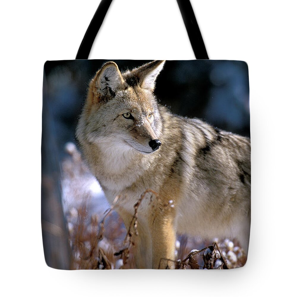 Wild Tote Bag featuring the photograph Coyote in Winter Light by Mark Miller