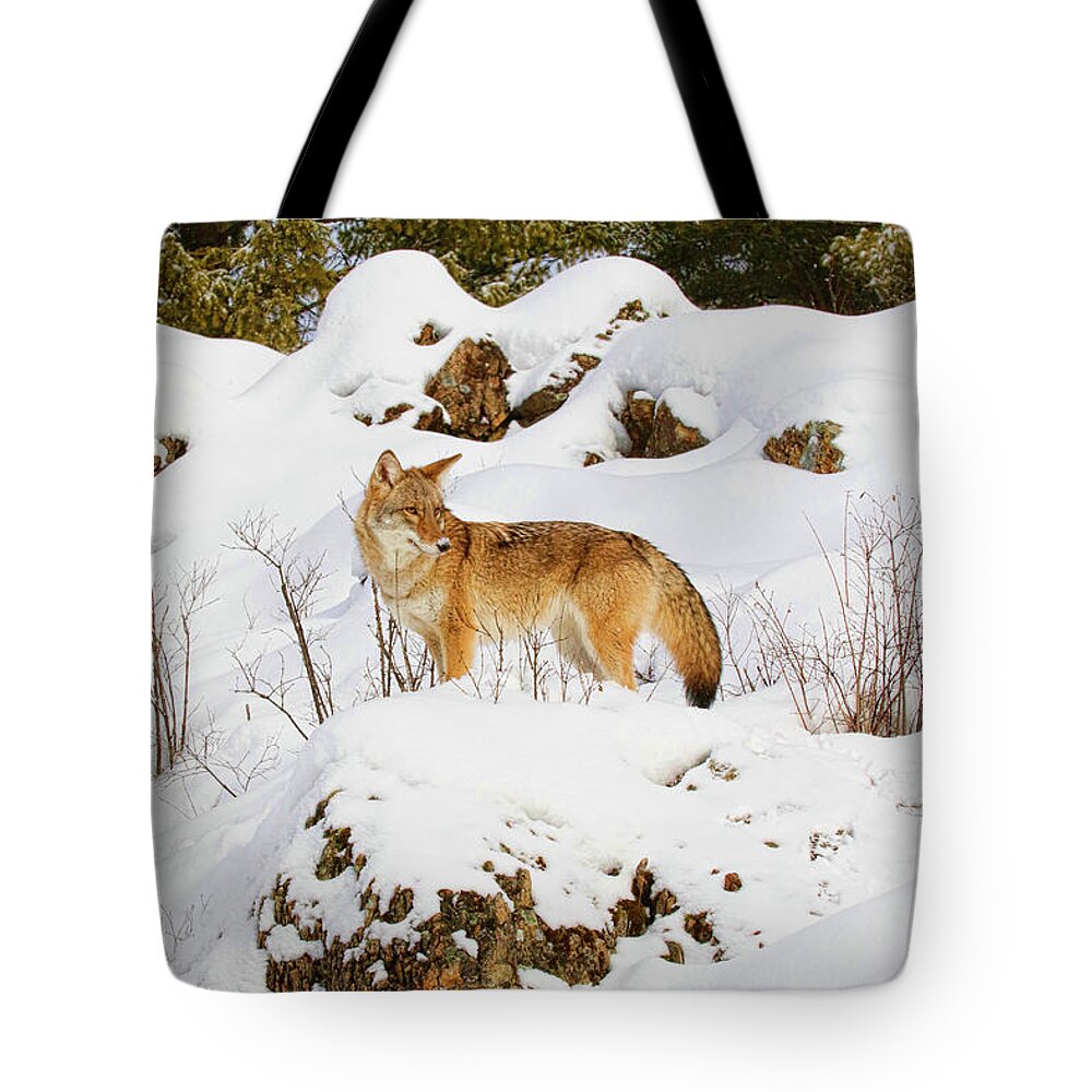Coyote Tote Bag featuring the photograph Coyote on Snowy Hill by Steve McKinzie