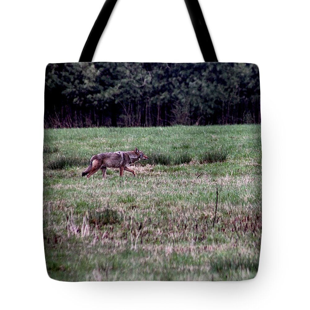 Coyote Tote Bag featuring the photograph Coyote on the Prowl by Bruce Patrick Smith