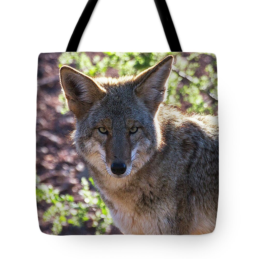 Coyote Tote Bag featuring the photograph Coyote Stare by Ruth Jolly