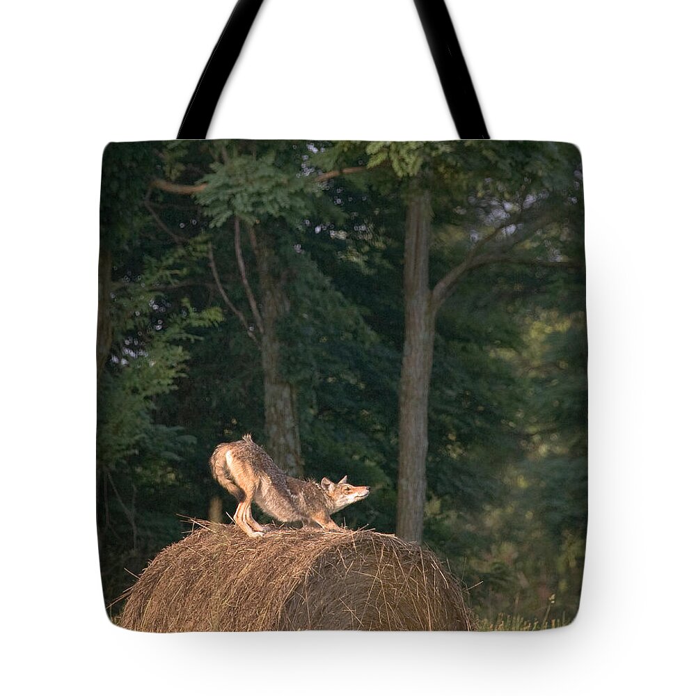 Coyote Tote Bag featuring the photograph Coyote Stretching on Hay Bale by Michael Dougherty