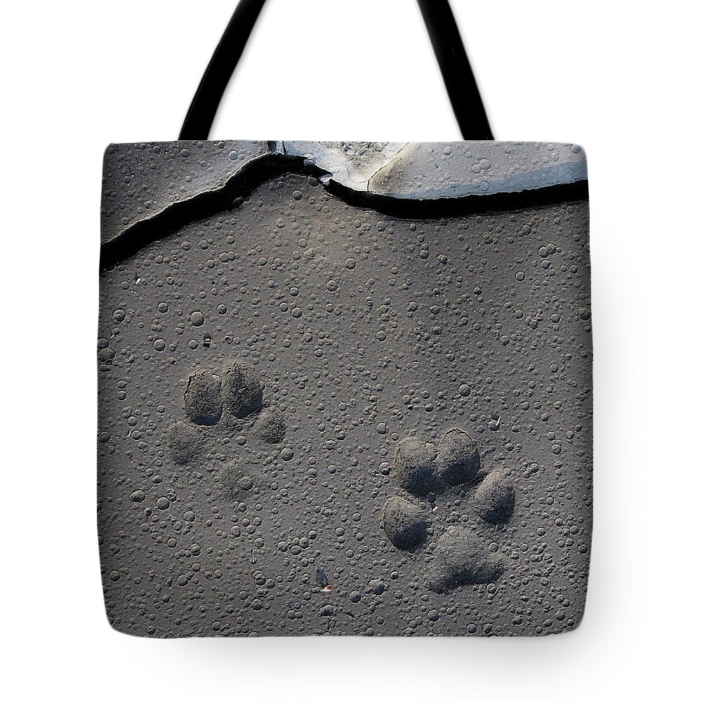 Wild Places Tote Bag featuring the photograph Coyote Tracks by Mark Miller