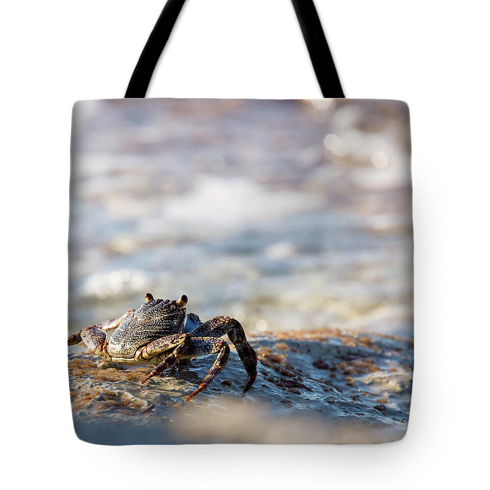 Crab Tote Bag featuring the photograph Crab Looking for Food by David Buhler