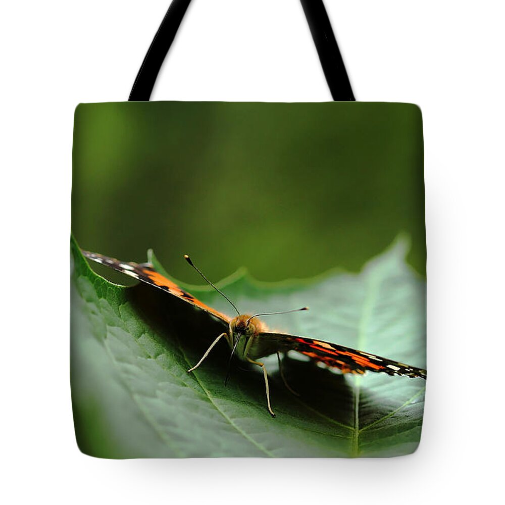 Butterfly Tote Bag featuring the photograph Cradled Painted Lady by Debbie Oppermann