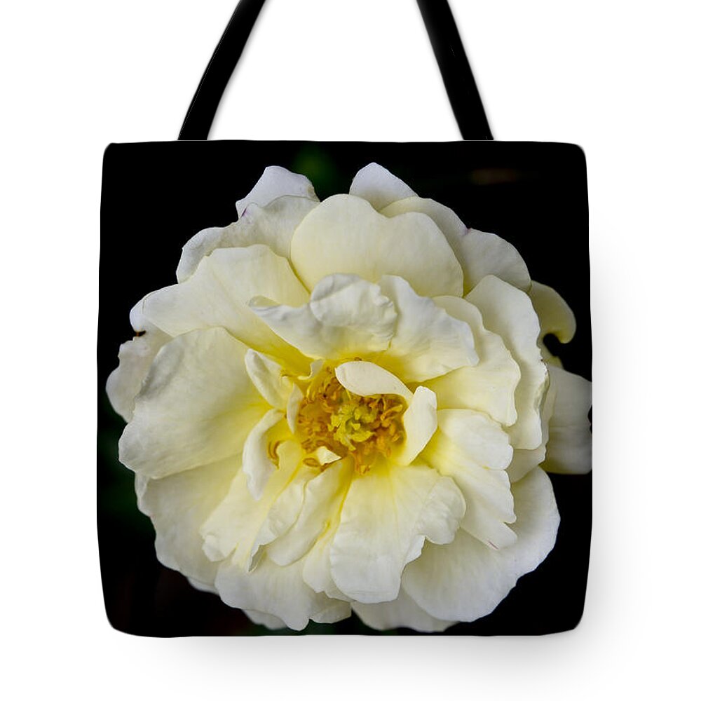 Rose Tote Bag featuring the photograph Cream Rose on Black background. by Elena Perelman