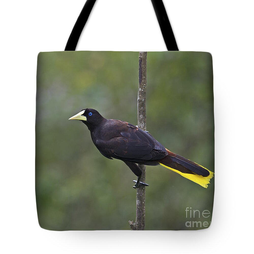 Festblues Tote Bag featuring the photograph Crested Oropendola... by Nina Stavlund