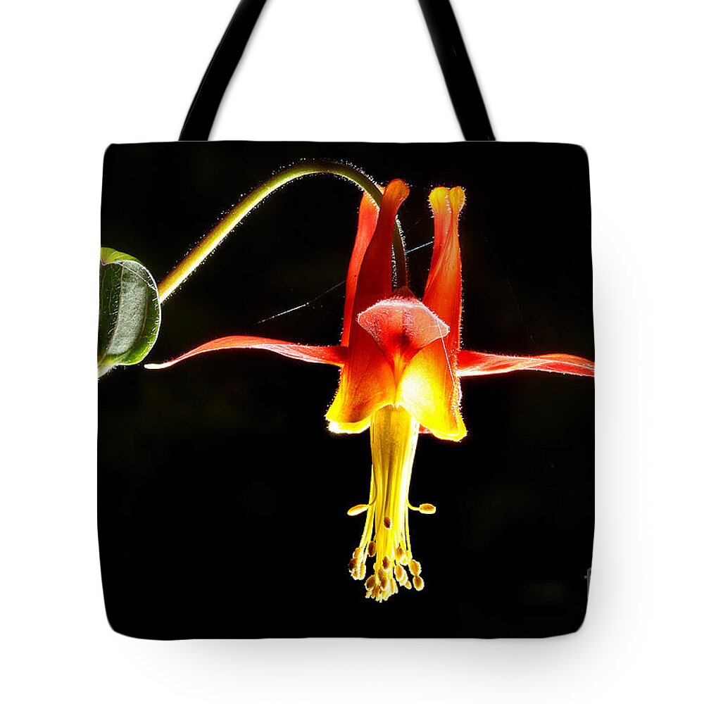 Crimson Columbine Flower (aquilegia Formosa) Tote Bag featuring the photograph Crimson Columbine flower Hanging In There by Wernher Krutein