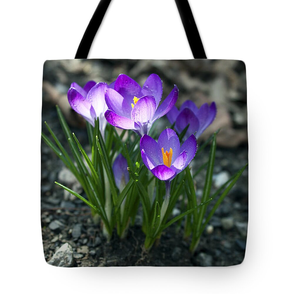 Flower Tote Bag featuring the photograph Crocus In Bloom #2 by Jeff Severson
