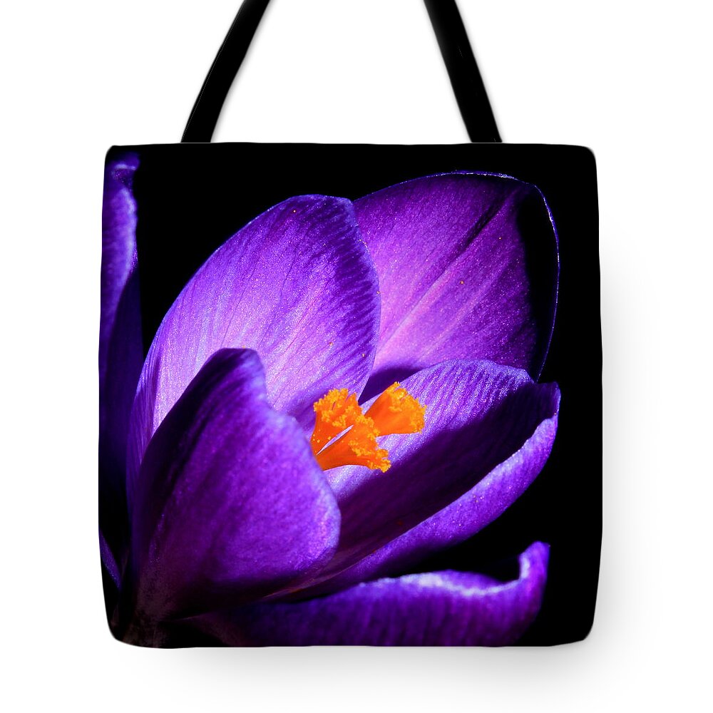 Crocus Tote Bag featuring the photograph Crocus by Tammy Schneider
