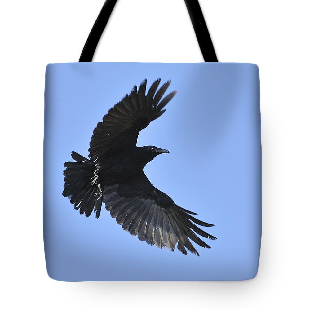 Crow Tote Bag featuring the photograph Crow in flight by Bradford Martin