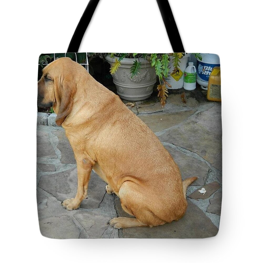 Bloodhound Tote Bag featuring the photograph Cujo Sitting Around by Val Oconnor