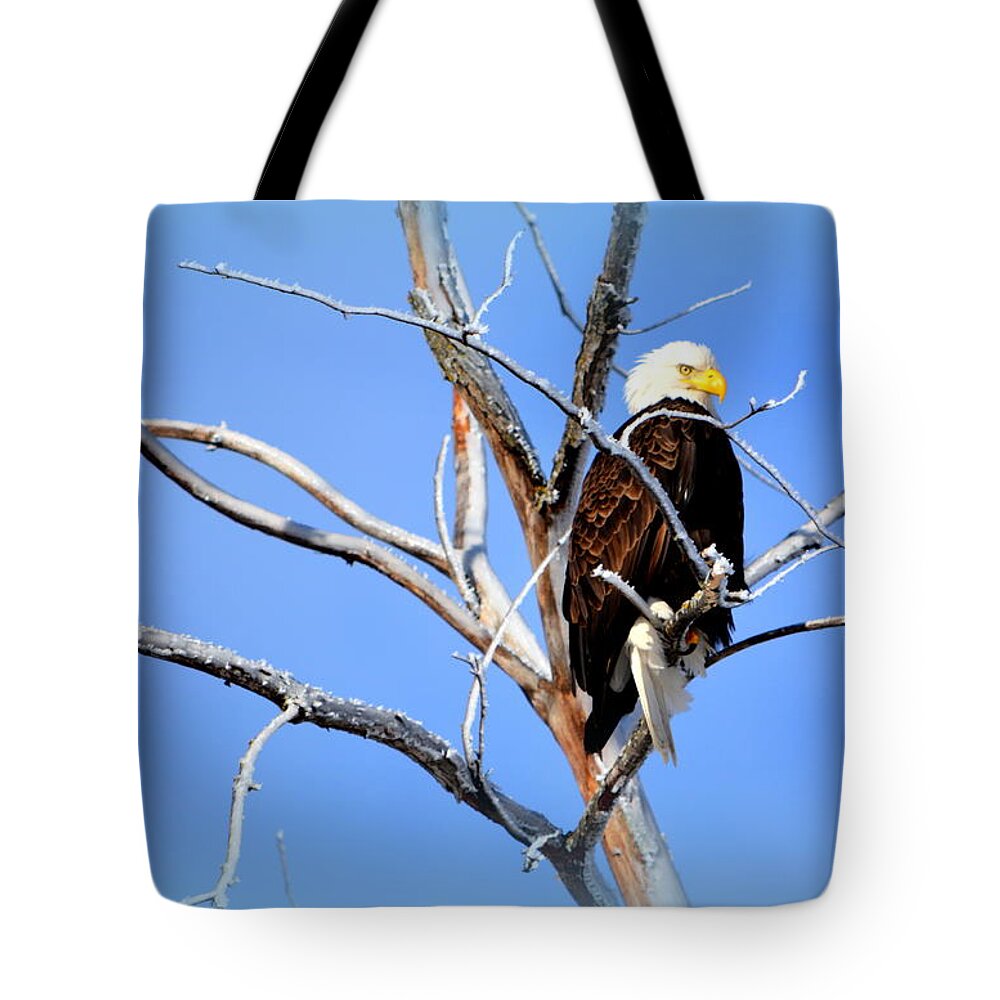 Bald Eagle Tote Bag featuring the photograph Cultural Freedom by Kimberly Woyak