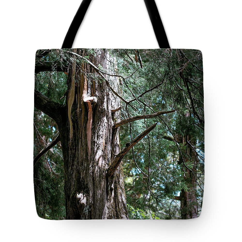 Jenny Rainbow Fine Art Photography Tote Bag featuring the photograph Cupressus Macrocarpa by Jenny Rainbow