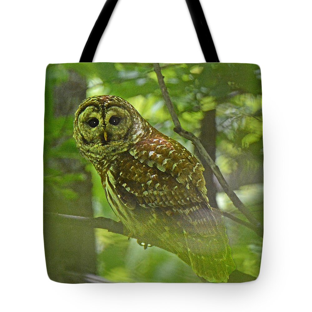 Owl Tote Bag featuring the photograph Curious Barred Owl by Alan Lenk