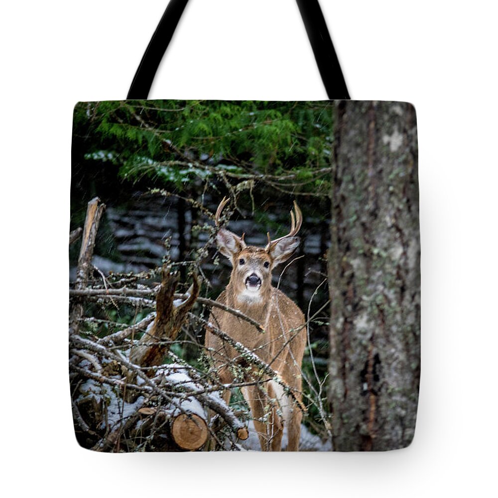 Wildlife Tote Bag featuring the photograph Curious Buck by Lester Plank