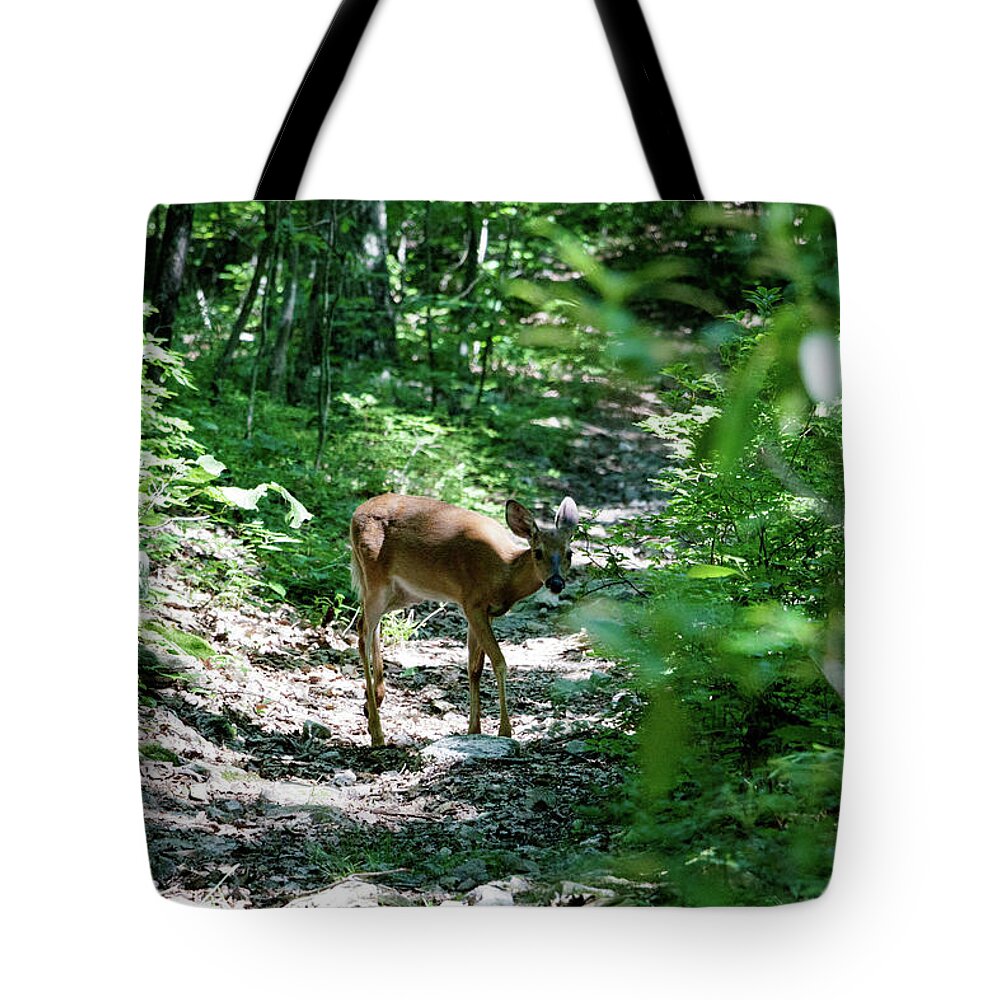 Deer Tote Bag featuring the photograph Curious Deer 2 by Natural Vista Photography - Matt Sexton