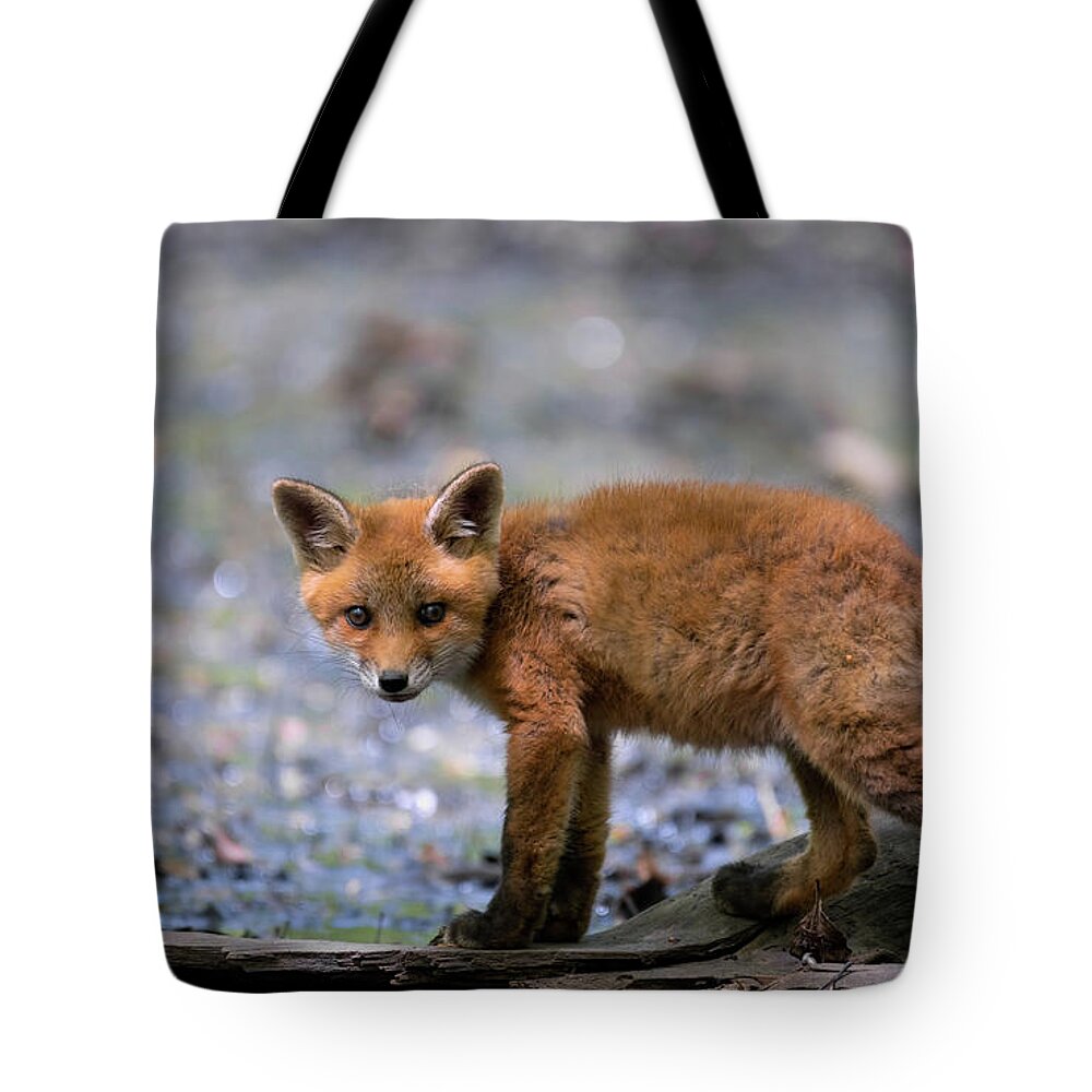 Fox Cub. Baby Fox Tote Bag featuring the photograph Curious fox cub by Sam Rino