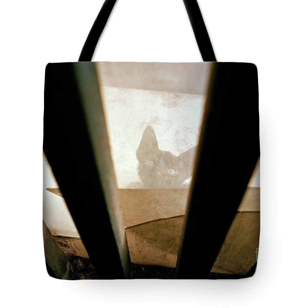 Cat Tote Bag featuring the photograph Curious Kitten by Dean Harte