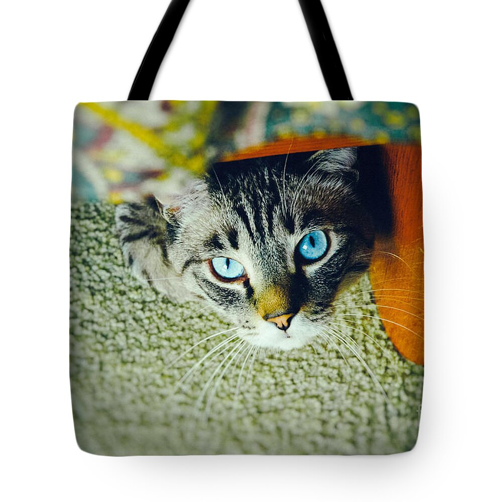 Animal Tote Bag featuring the photograph Curious kitty by Silvia Ganora