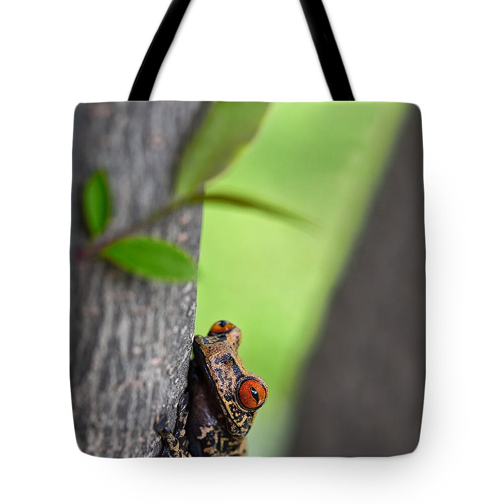 Tree Frog Tote Bag featuring the photograph curious tree frog Amazon jungle by Dirk Ercken