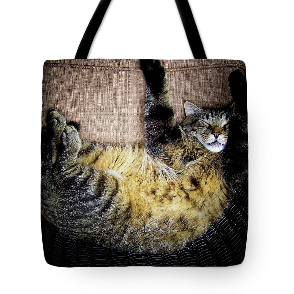Cat Tote Bag featuring the photograph Curled Up And Cozy by Trish Tritz
