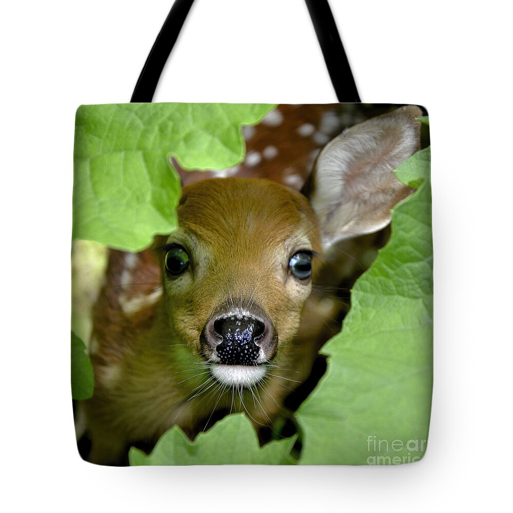 Curous Tote Bag featuring the photograph Curous Fawn by Adam Olsen