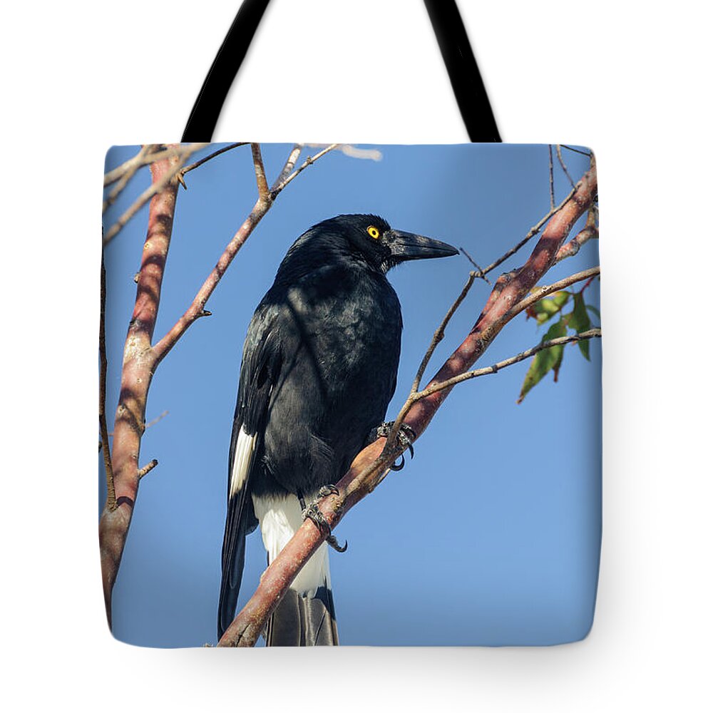 Bird Tote Bag featuring the photograph Currawong by Werner Padarin